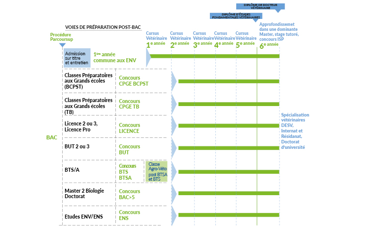 voies accès vétérinaire