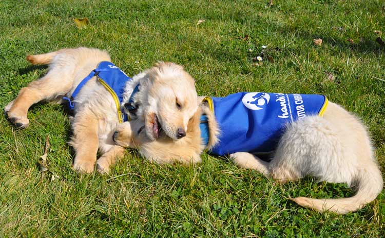 chien d'assistance oniris vetagrobio