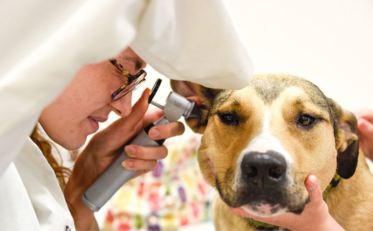 otoscope spicy